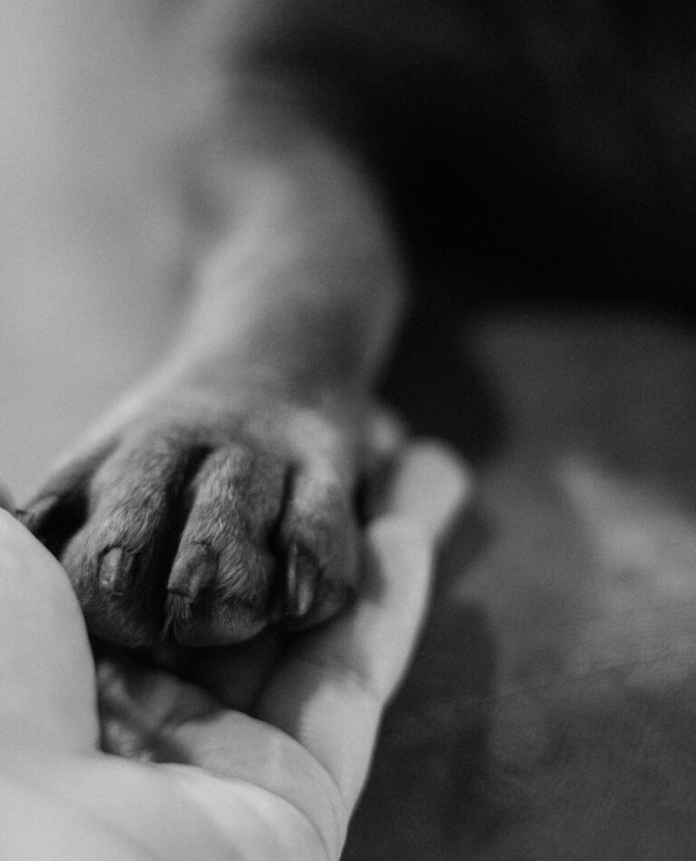 Intimate black and white shot of a dog paw resting gently in a human hand, symbolizing friendship.