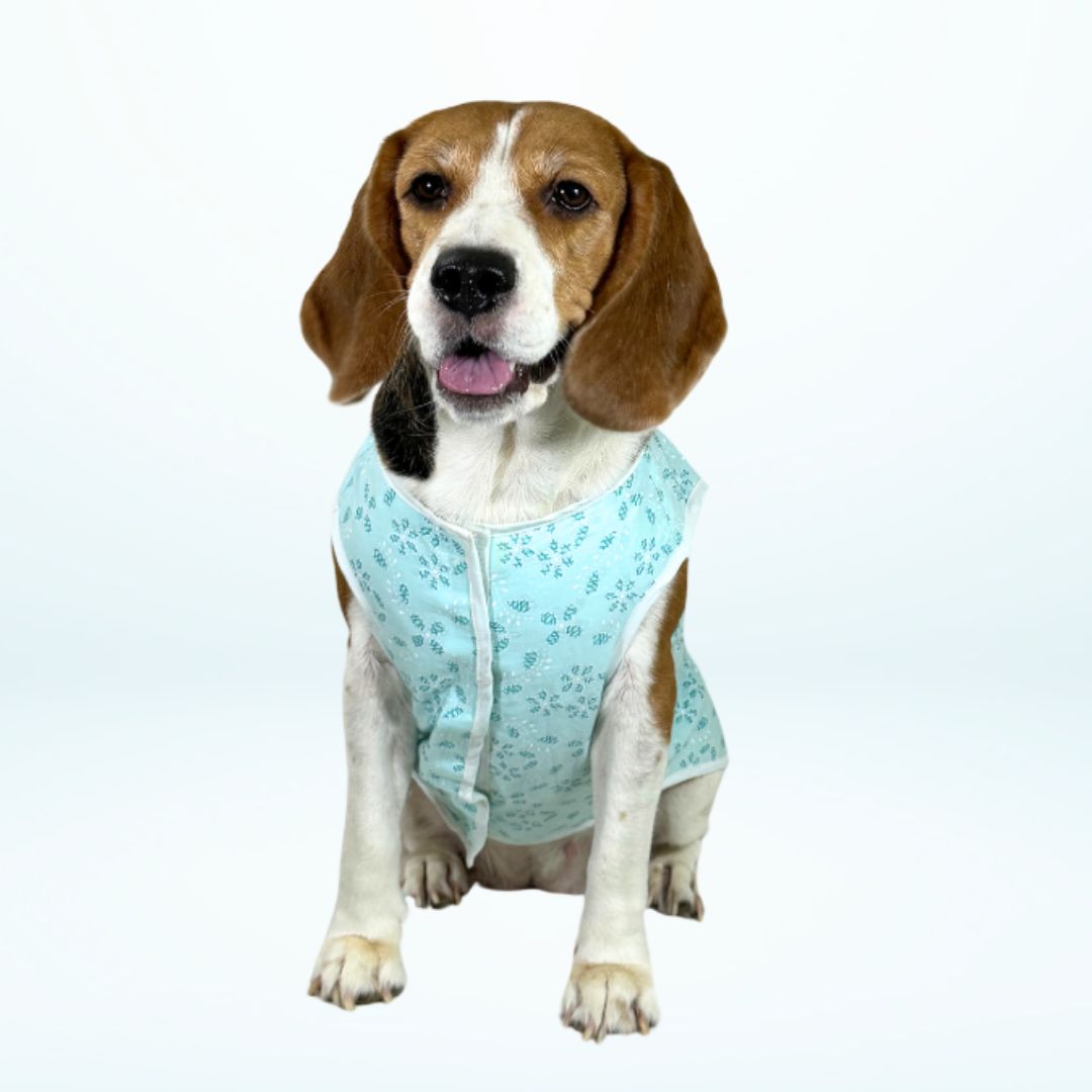 Dog Aqua Blue T-Shirt
